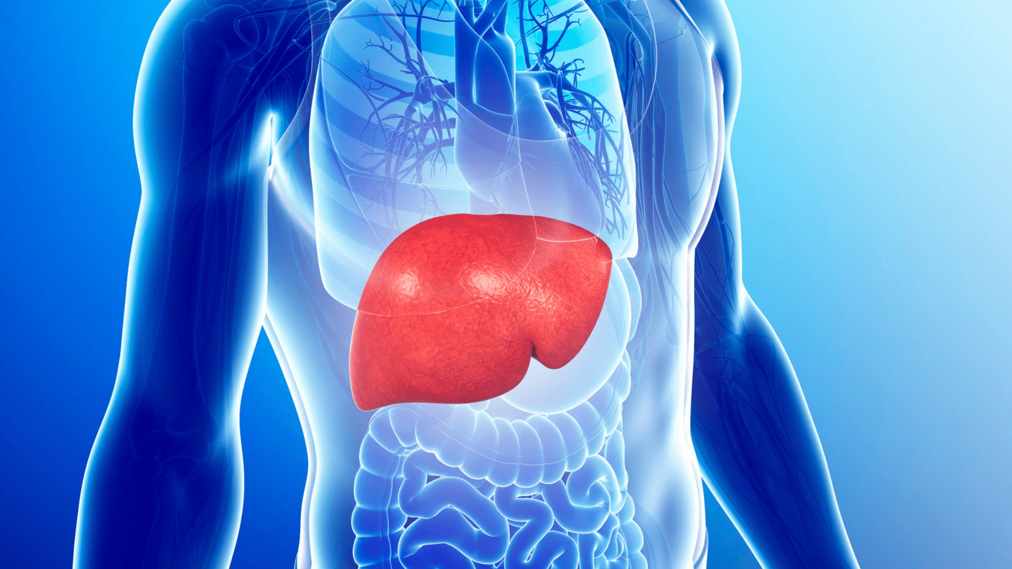 liver-2048x1152 liver-2048x1152