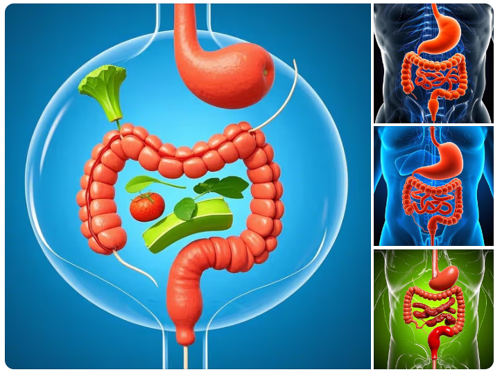 digestive_improvement digestive_improvement